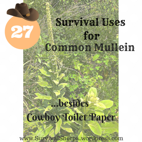 27 Survival Uses for Common Man Mullein Besides Cowboy Toilet Paper